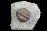 Red Barrandeops Trilobite - Hmar Laghdad, Morocco #73286-1